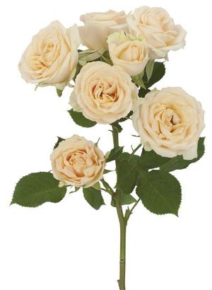 ROSE BR. SALINERO 60